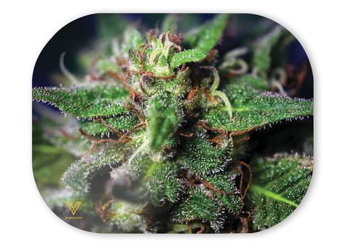 89% DISCOUNT - V Syndicate-Mag-Slaps-Small-Blue Dream